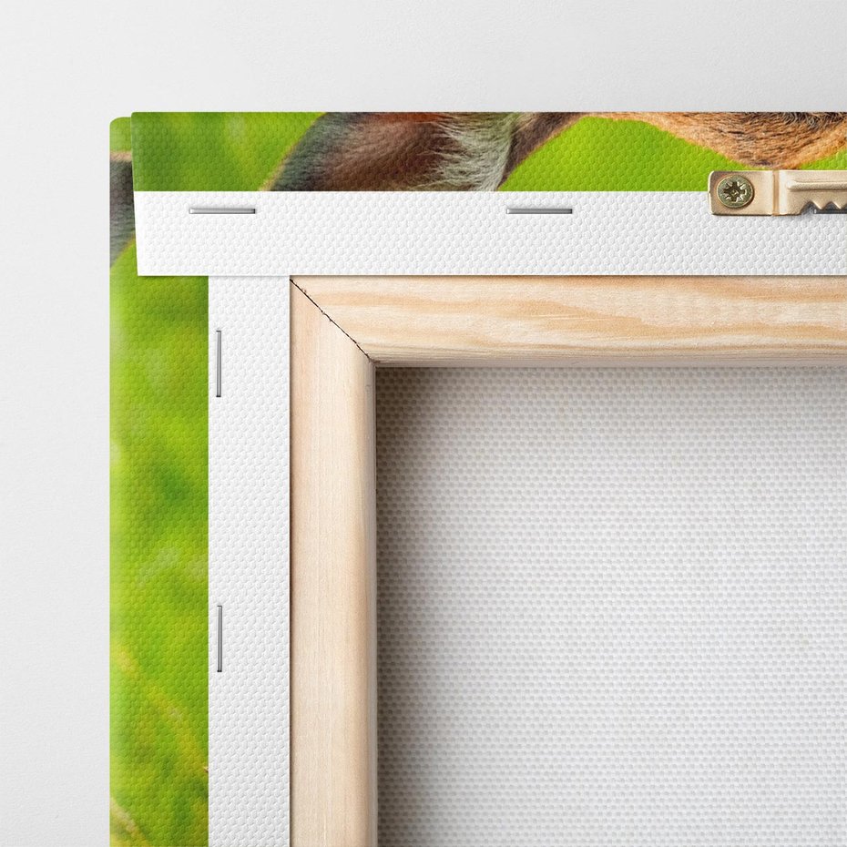 Obraz na płótnie 70x50 - Sarna na łące - sarna, zwierzę