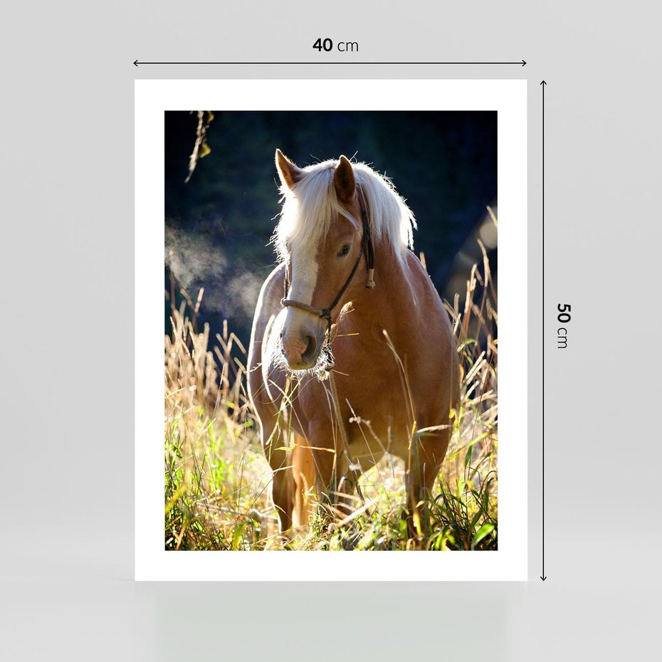 Plakat bez ramy 40x50 - Spotkanie konia na łące - koń, łąka