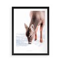 Plakat w ramie 50x70 - Sarna w Zimowym Raju - sarna, na śniegu - rama czarna