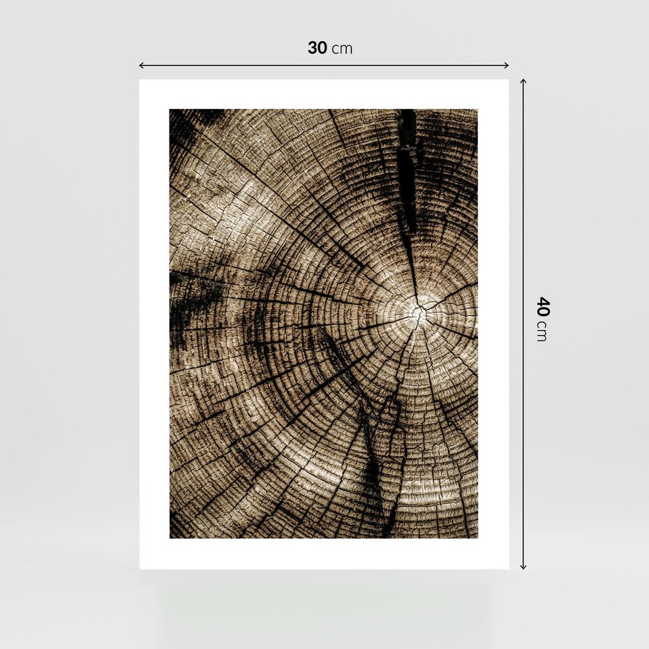 Plakat bez ramy 30x40 - Natura Pod Lupą - pień drzewa, przekrój