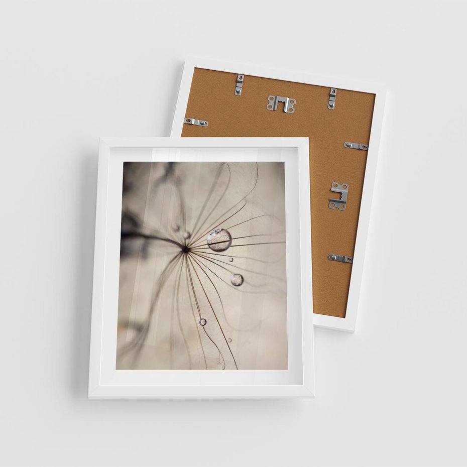 Plakat w ramie 40x50 - Makro Uroda: Kropla na Dmuchawcu - zbliżenie makro, kropla wody na ziarenku dmuchawca - rama biała