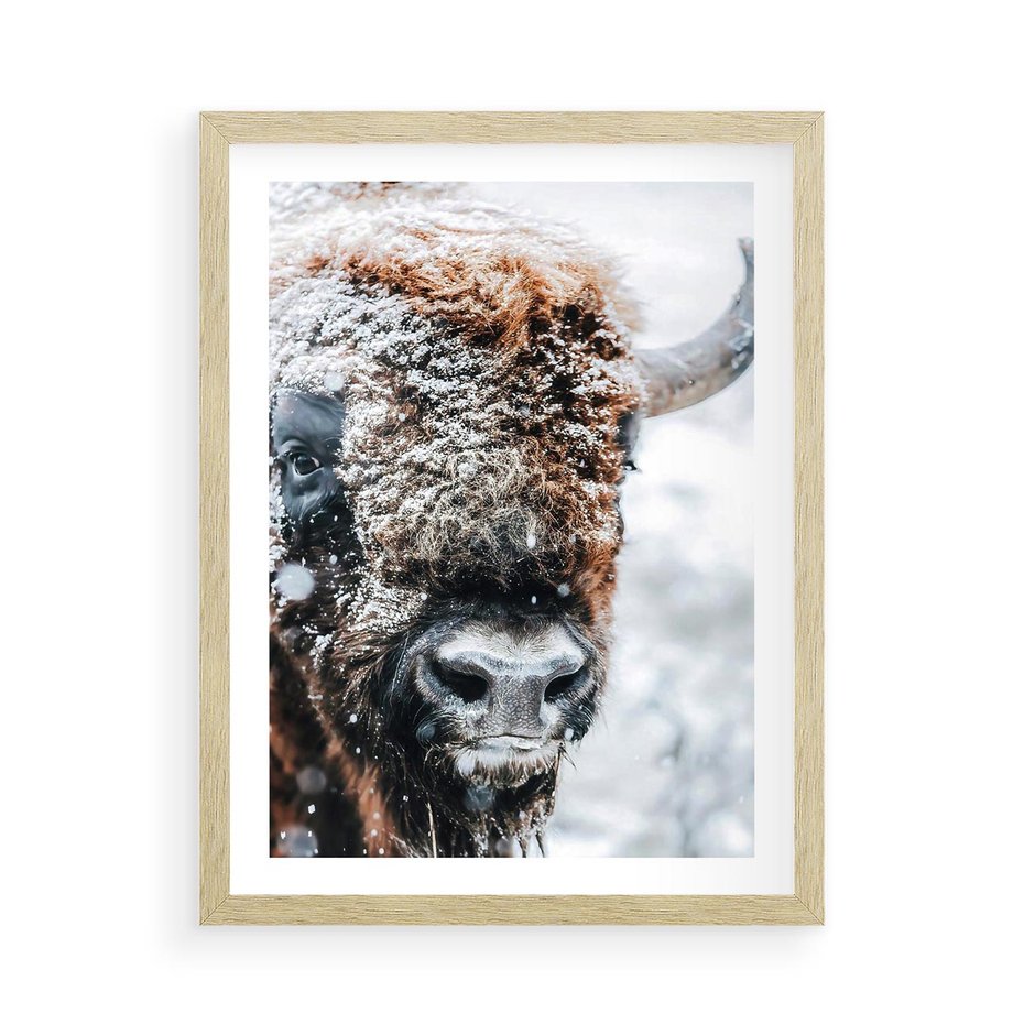 Plakat w ramie 50x70 - Żubr w Krainie Śniegu - żubr, zima - rama drewno