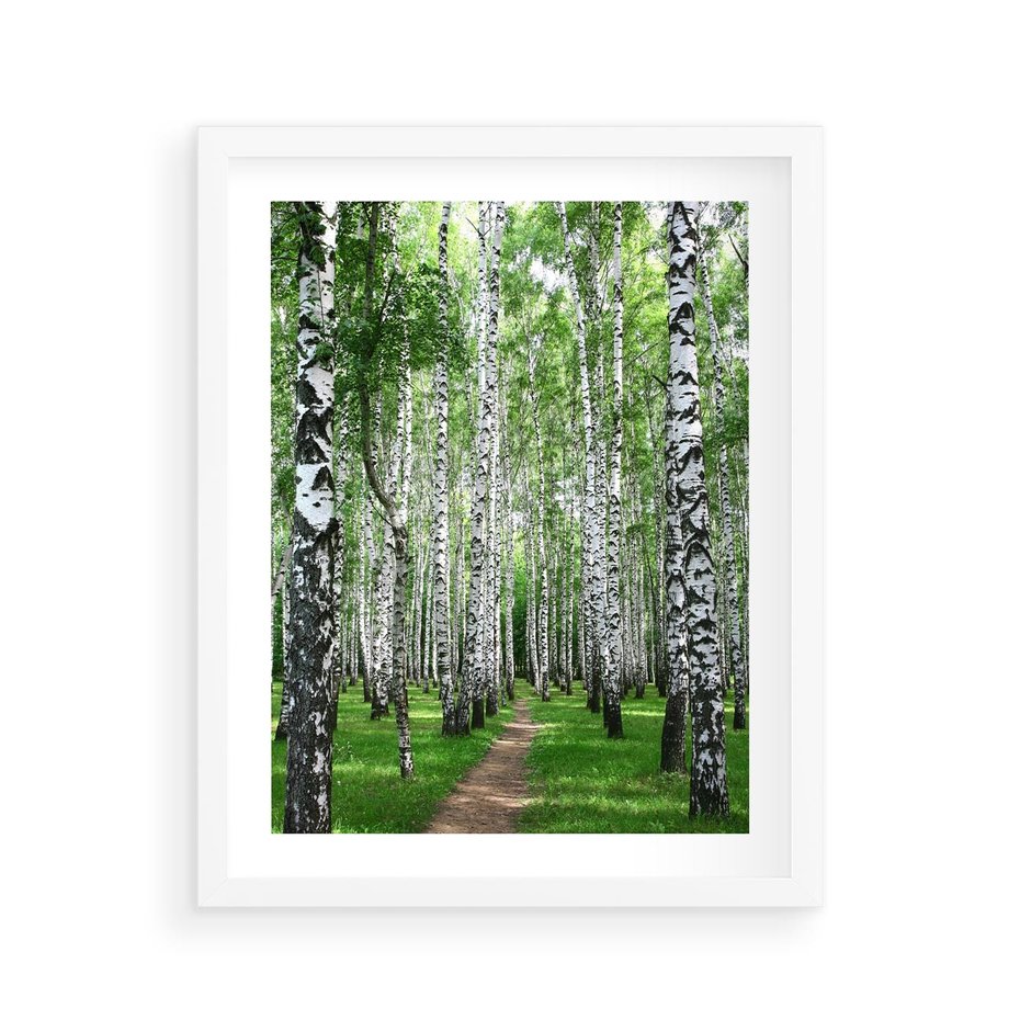 Plakat w ramie 40x50 - Magia lasu pełnego brzóz - las, brzozy - rama biała