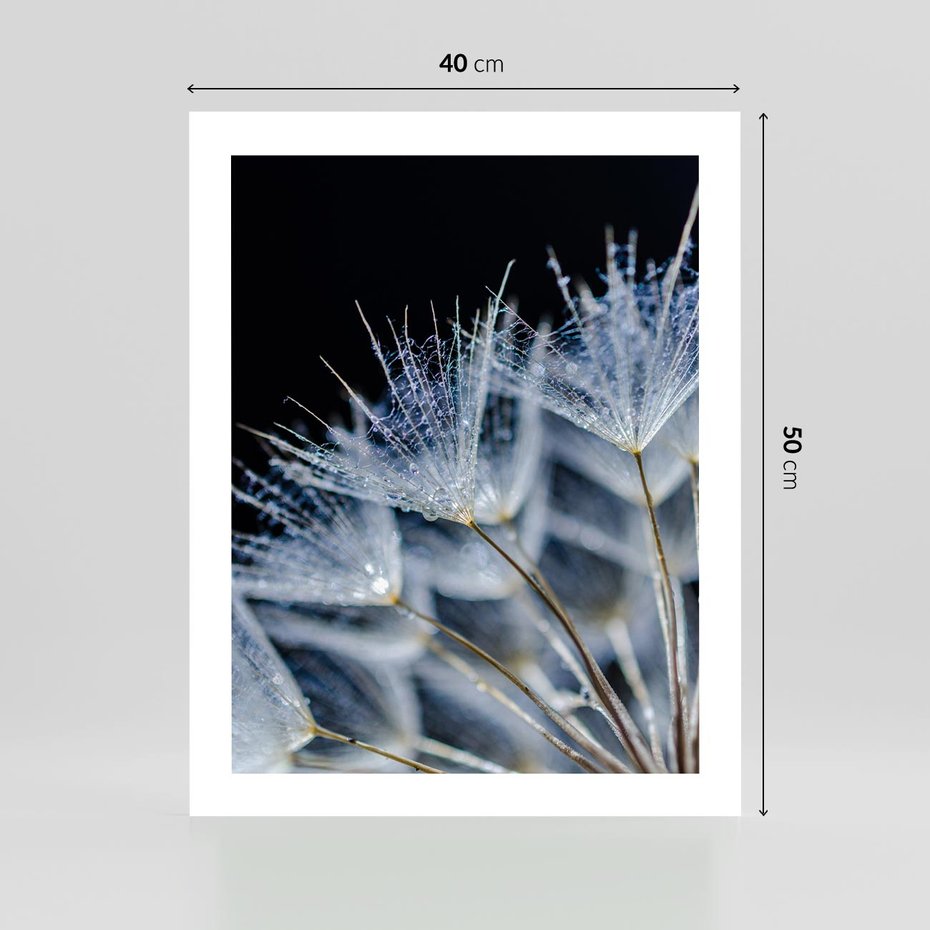 Plakat bez ramy 40x50 - Makro piękno dmuchawców - makro, dmuchawce