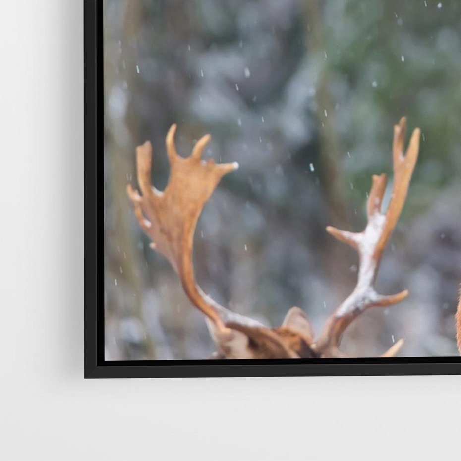 Obraz w ramie 70x50 - Monarcha Zimowej Dziczy - jeleń, zima - rama czarna