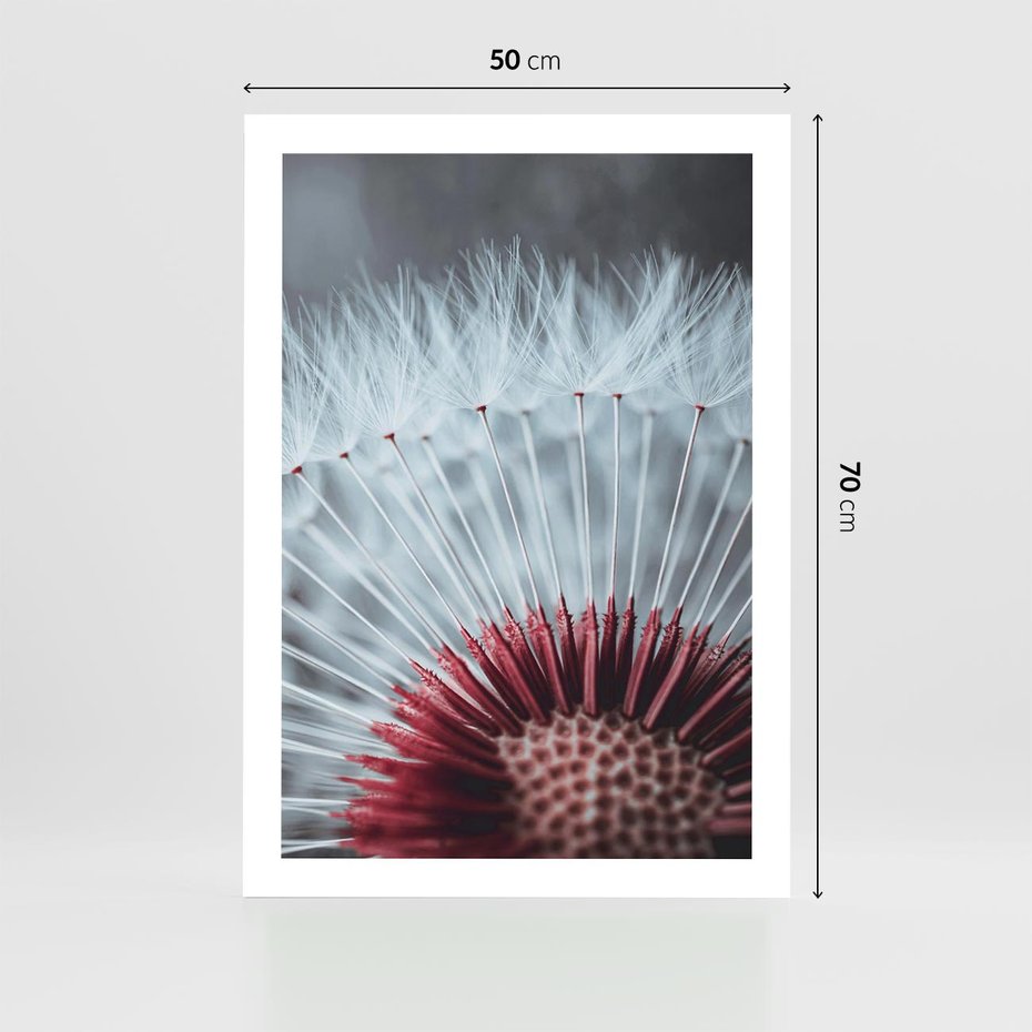 Plakat bez ramy 50x70 - Dmuchawiec w Detalu - dmuchawiec, zdjęcie makro