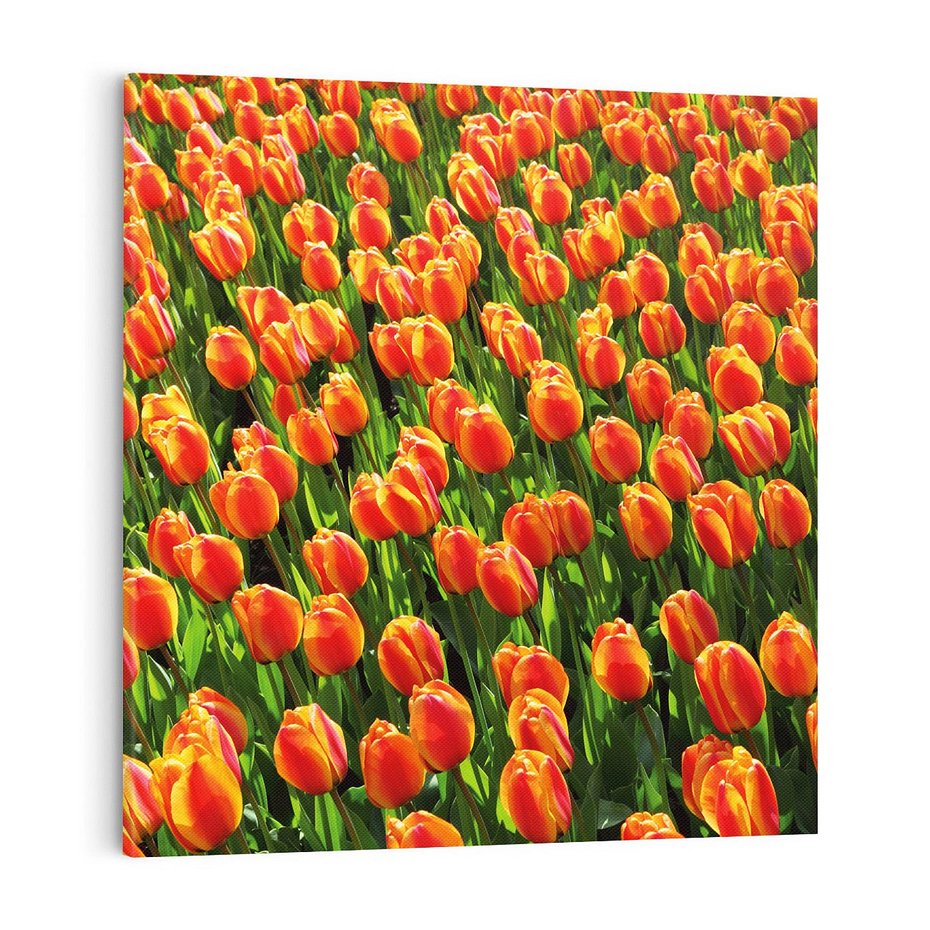 Obraz na płótnie 70x70 - Urok tulipanów piękno kwiatów - tulipany, kwiaty