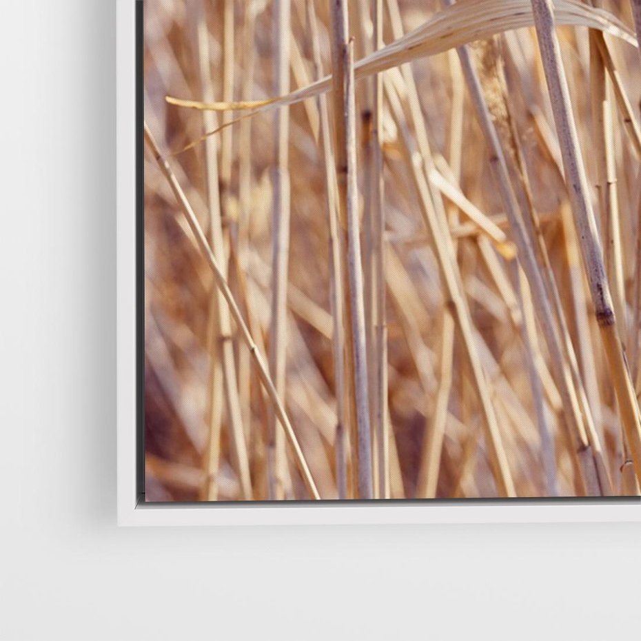 Obraz w ramie 70x50 - Mistrzowskie suche trawy - suche, trawy - rama biała