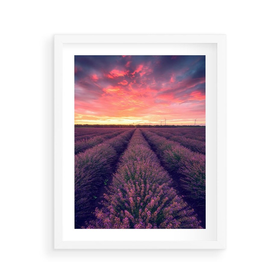 Plakat w ramie 40x50 - Różowe Niebo nad Polami - pola lawendy, zachód słońca - rama biała