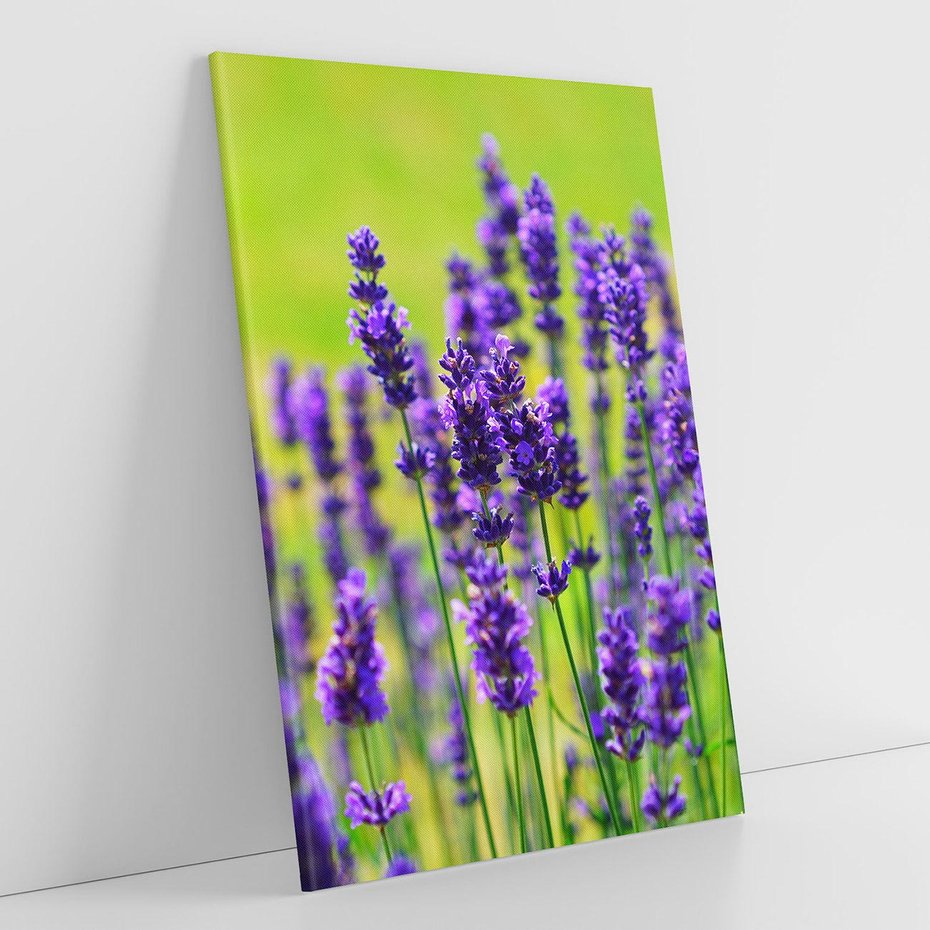 Obraz na płótnie 50x70 - Lawenda w naturze - lawenda, kwiaty