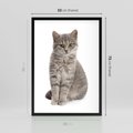 Plakat w ramie 50x70 - Kocie uroki na płótnie - kot, kotek - rama czarna