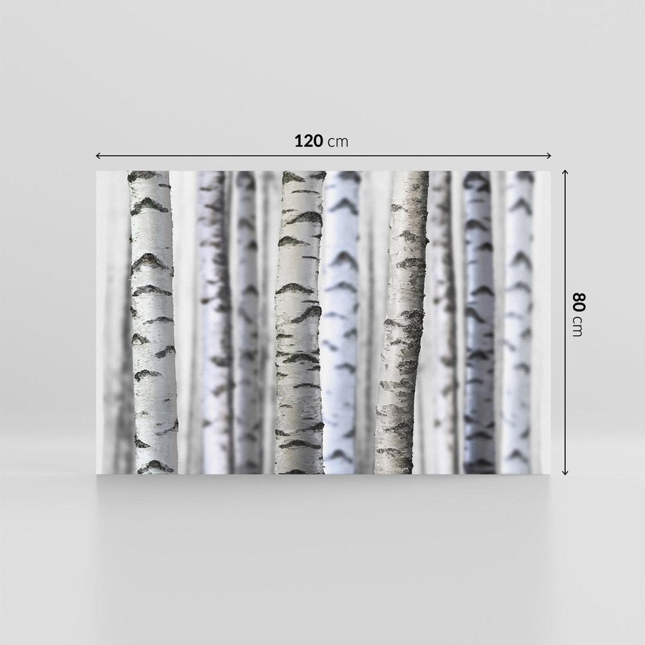 Obraz na płótnie 120x80 - Delikatność brzóz - brzozy, las