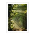 Plakat bez ramy 30x40 - harmonia natury - las, drzewa