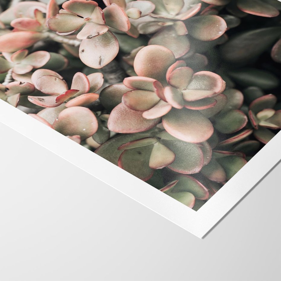 Plakat bez ramy 21x30 - Sukulentowa Prostota - sukulenty, zielone liście