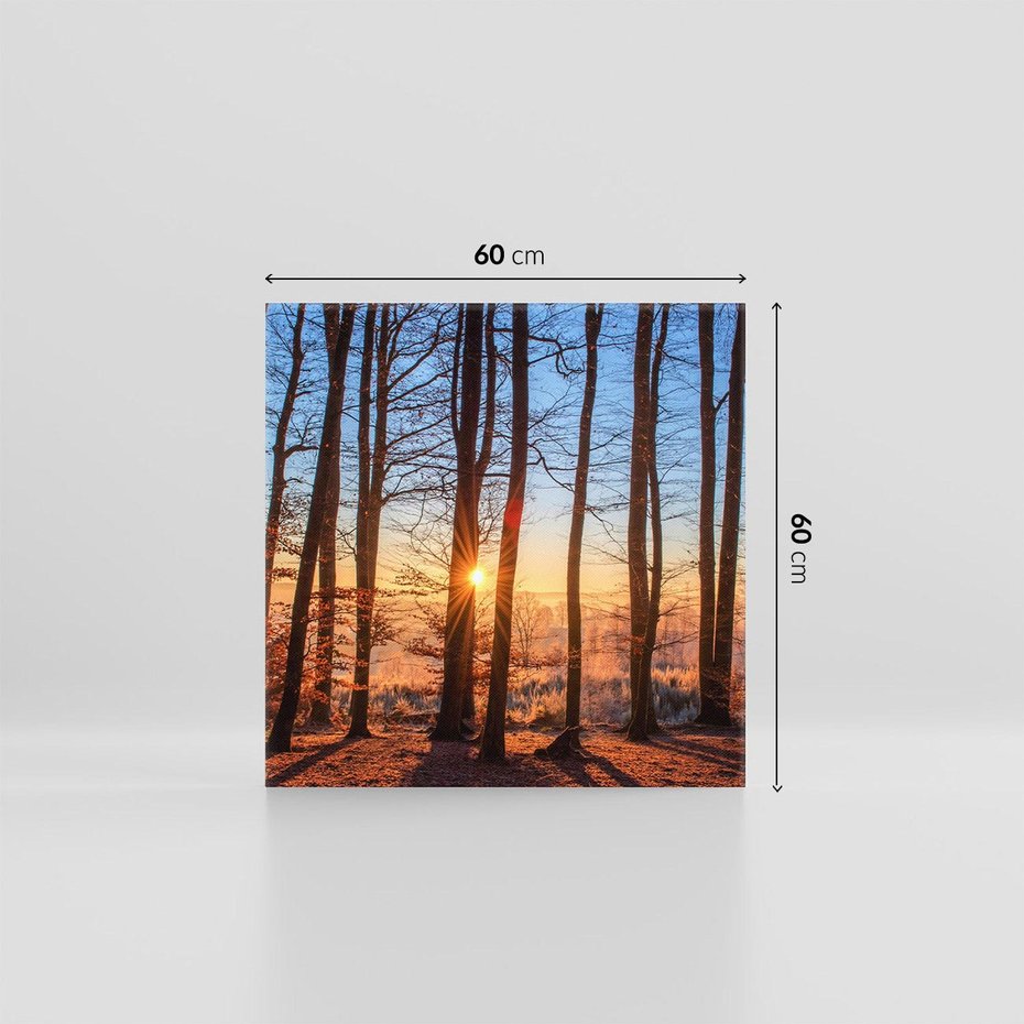 Obraz na płótnie 60x60 - Piękno lasu - las, drzewa