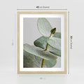 Plakat w ramie 40x50 - Eukaliptusowa zieleń - eukaliptus, zielone - rama drewno