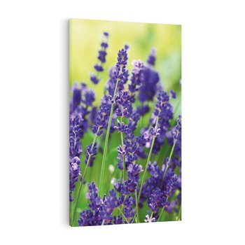 Obraz na płótnie 80x120 - Elegancka lawenda w pełnym rozkwicie - lawenda, kwiaty