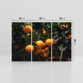Obraz na płótnie 120x80 - Mandarynki na Drzewku - Owoce Pory Roku - mandarynki, drzewko