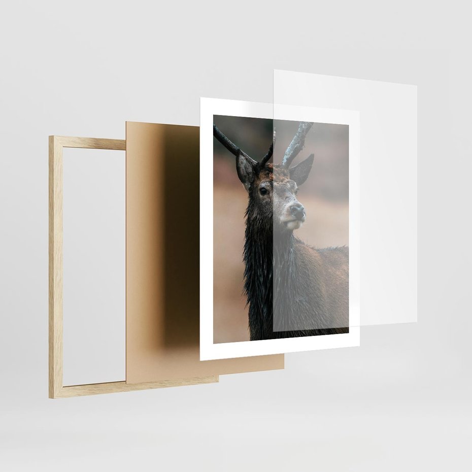 Plakat w ramie 40x50 - Spokojny jeleń - jeleń, las - rama drewno
