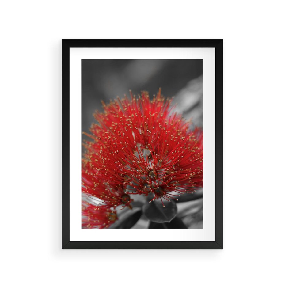 Plakat w ramie 30x40 - Ukwiał na rafie koralowej - ukwiał, rafa - rama czarna