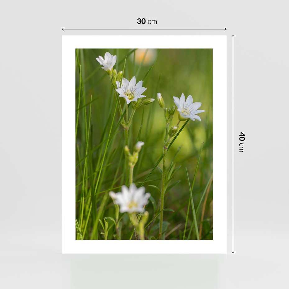 Plakat bez ramy 30x40 - Kolorowa łąka - stokrotki, łąka