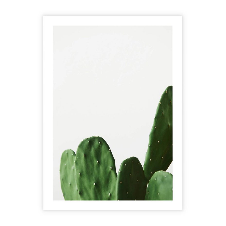 Plakat bez ramy 50x70 - Minimalizm Natury - kaktus, zbliżenie