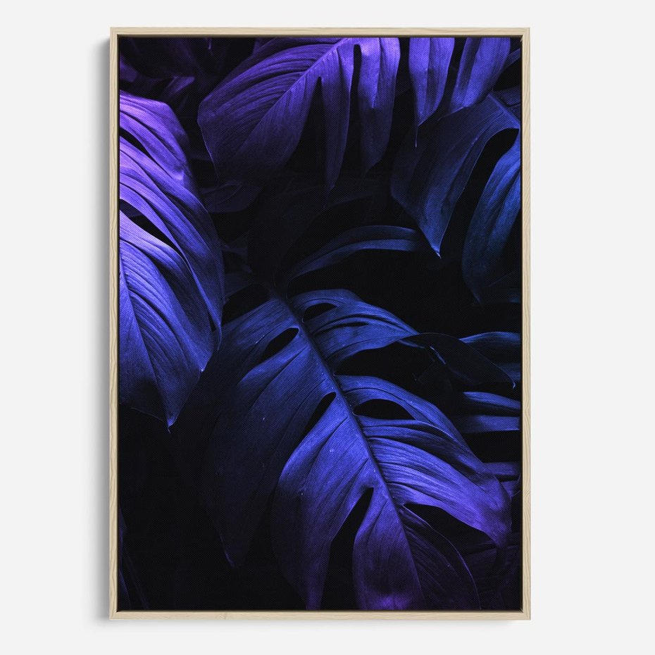 Obraz w ramie 50x70 - Mroczna Magia Dżungli - mroczna grafika, fioletowe liście monstery na czarnym tle - rama drewno