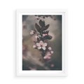 Plakat w ramie 50x70 - Przemijający Urok - kwitnąca, wiśnia - rama biała