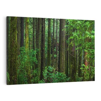 Obraz na płótnie 70x50 - Mistyka leśnej głuszy - las, drzewa