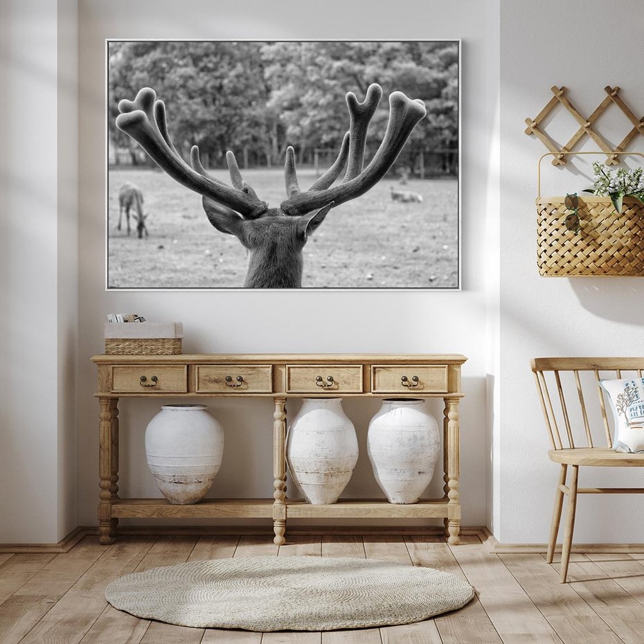 Obraz w ramie 70x50 - Przygubione motyle marzeń - fotografia czarno biała, młody jeleń w zagrodzie - rama biała