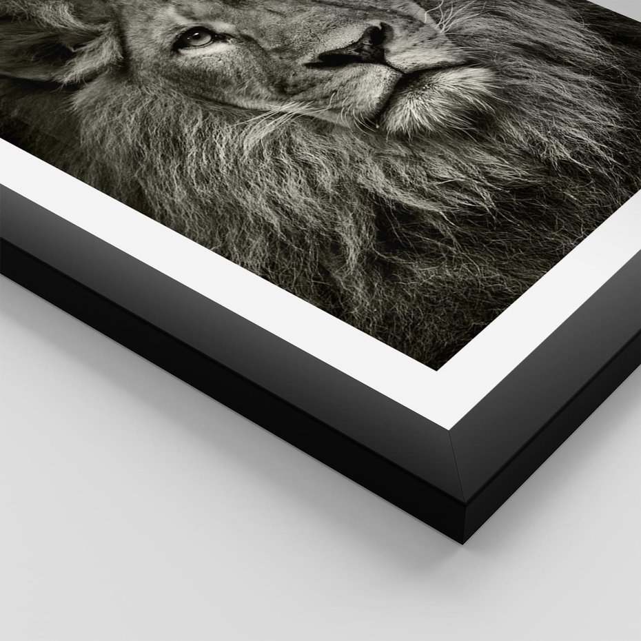 Plakat w ramie 50x70 - Moc lewego spojrzenia - lew, czarno - rama czarna