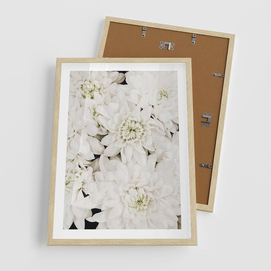 Plakat w ramie 50x70 - Białe Kwiaty: Płatki Delikatności - białe kwiaty, zbliżenie - rama drewno