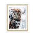 Plakat w ramie 40x50 - Żubr w Krainie Śniegu - żubr, zima - rama drewno