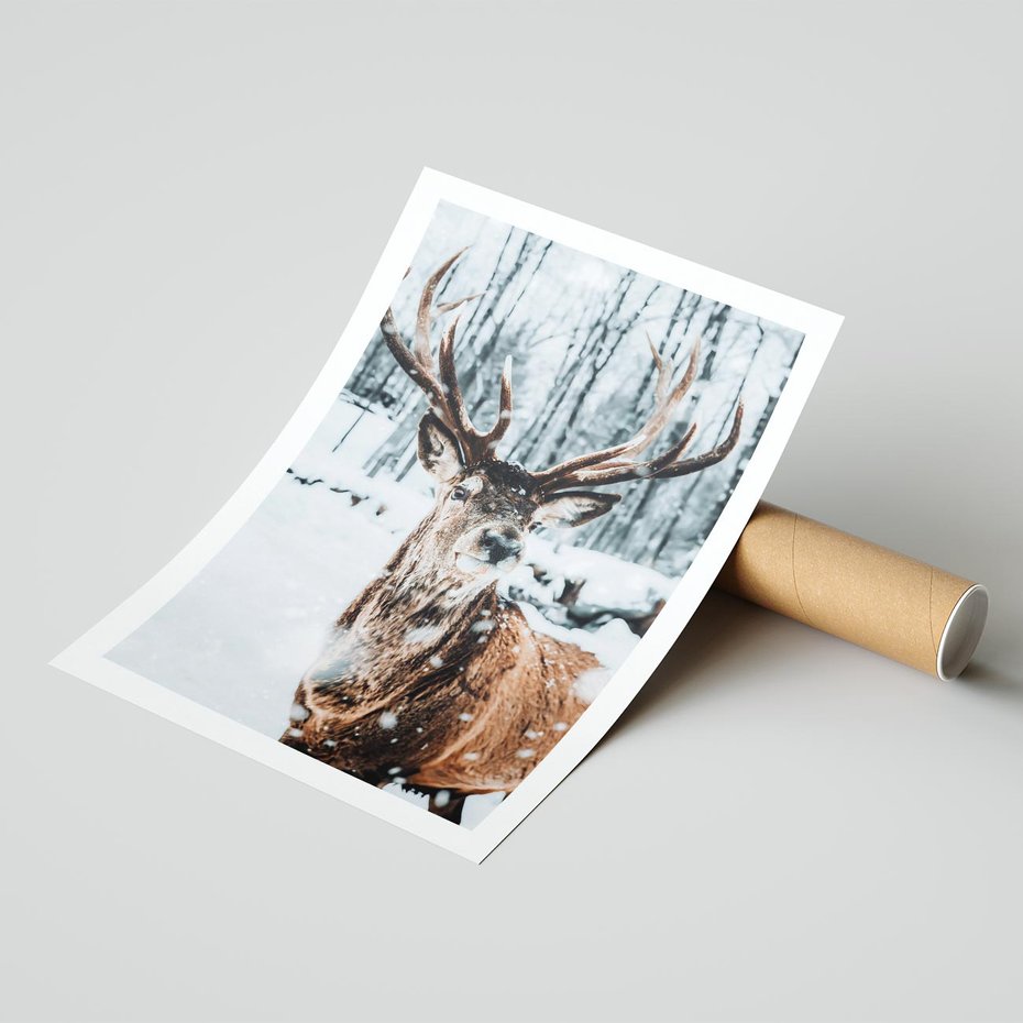 Plakat bez ramy 21x30 - Jeleń na Zdjęciu pod Śniegiem - jeleń, zima