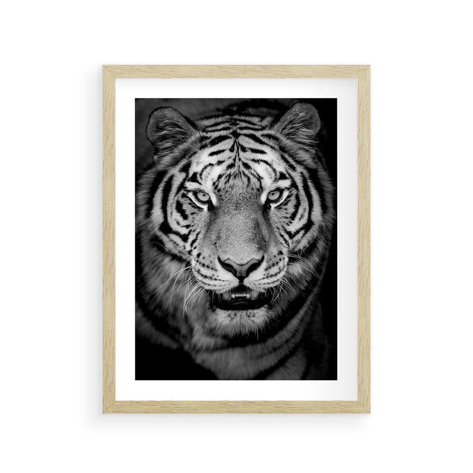 Plakat w ramie 30x40 - Tygrys Czarno-Biały: Siła i Delikatność - tygrys, czarno - rama drewno