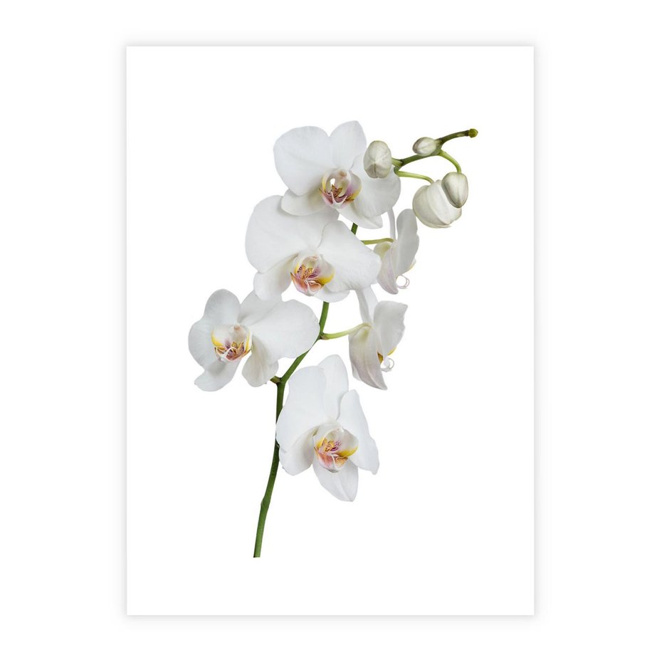 Plakat bez ramy 21x30 - Ekskluzywny Relaks - storczyk, spa