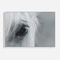 Obraz w ramie 100x70 - Oko Mocy - czarno białe zdjęcie, zbliżenie makro na oko konia - rama biała