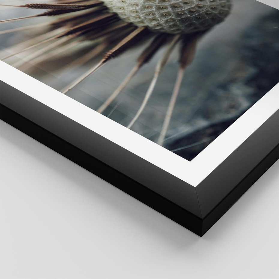 Plakat w ramie 30x40 - Makro Dmuchawiec - dmuchawiec, zbliżenie - rama czarna