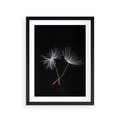 Plakat w ramie 30x40 - Delikatność Wiatru - dmuchawce, makro - rama czarna