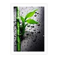 Plakat bez ramy 30x40 - Bambusowa Harmonia - bambus, liście