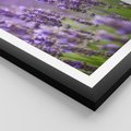 Plakat w ramie 50x70 - Urok lawendy - lawenda, kwiaty - rama czarna