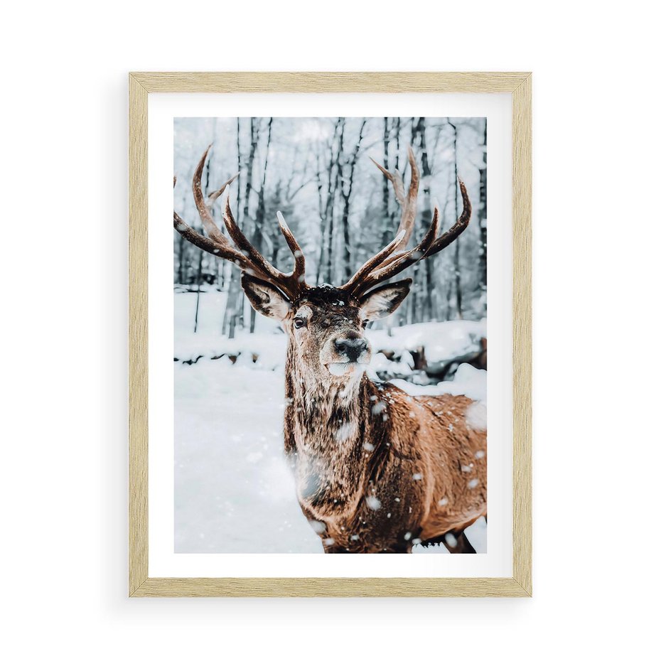 Plakat w ramie 50x70 - Jeleń na Zdjęciu pod Śniegiem - jeleń, zima - rama drewno