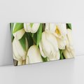 Obraz na płótnie 120x60 - Białe tulipany w pełnym rozkwicie - białe, tulipany