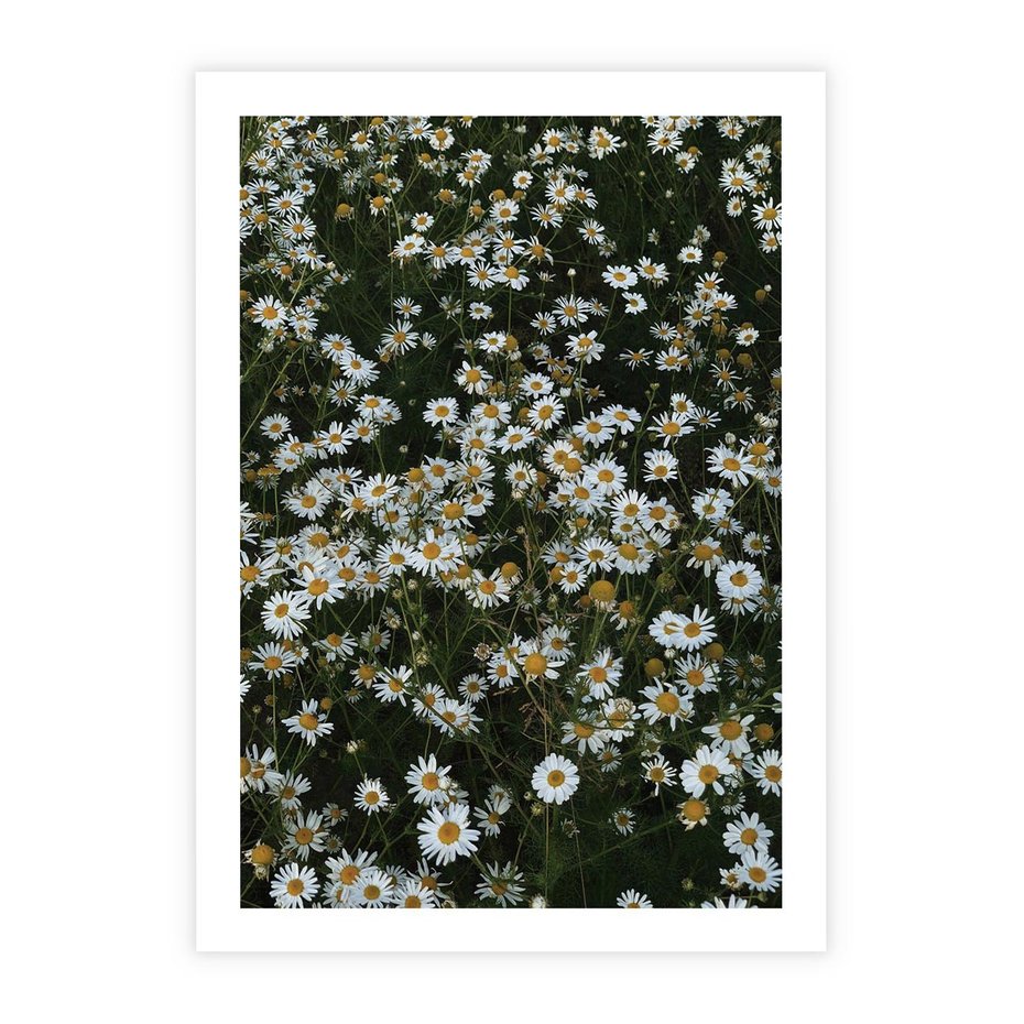 Plakat bez ramy 50x70 - Stokrotkowa Idylla na Łące - łąka, stokrotki