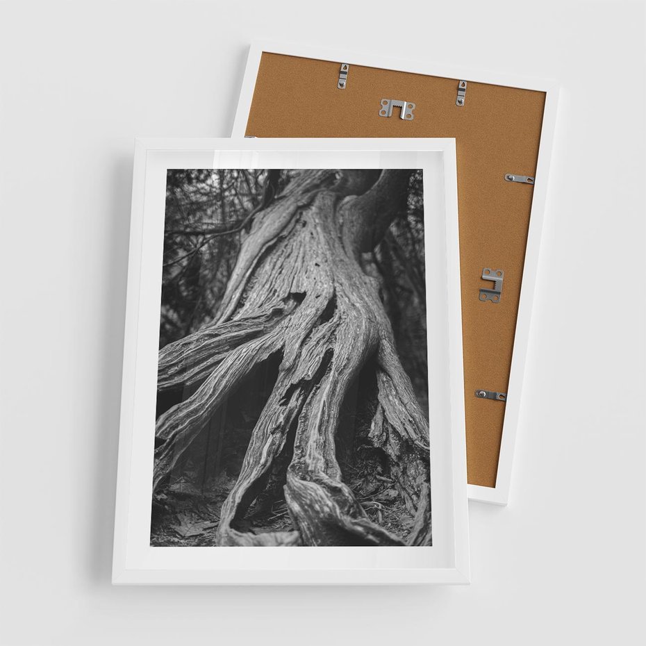 Plakat w ramie 50x70 - Siła Natury - czarno biała fotografia, korzenie wielkiego drzewa - rama biała