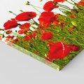 Obraz na płótnie 70x50 - Bujne maki na malowniczej łące - mak, maki