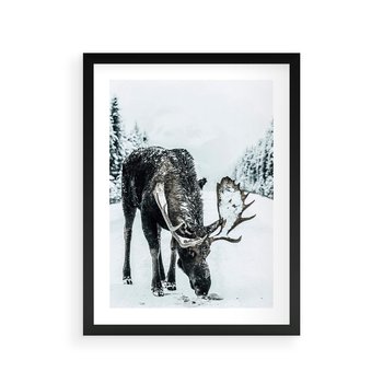 Plakat w ramie 30x40 - Zimowy Portret Łosia - łoś w zimowej scenerii - rama czarna