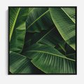 Obraz w ramie 50x50 - Zaklęta roślinna ekspresja - liście bananowca, gęsto ułożone - rama czarna