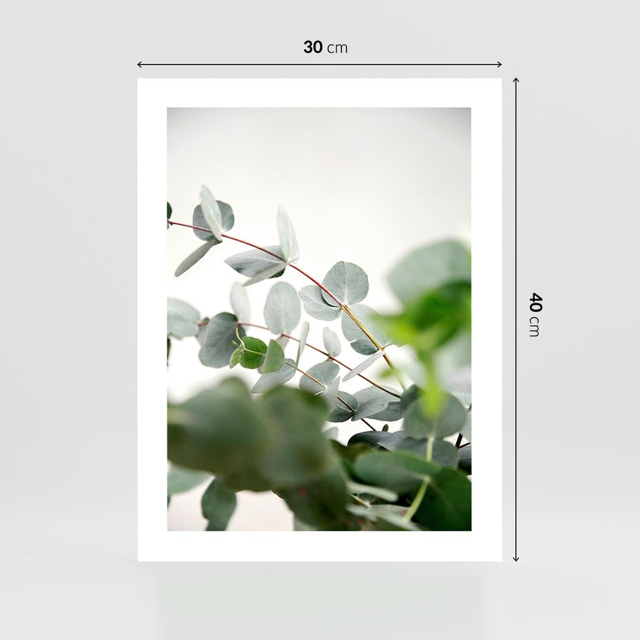Plakat bez ramy 30x40 - Zielony Świat Eukaliptusa - eukaliptus, fotografia