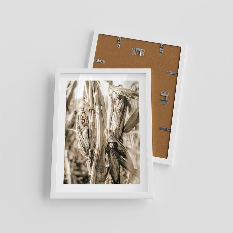 Plakat w ramie 30x40 - Retro Pole Kukurydzy - retro zdjęcie, sepia - rama biała